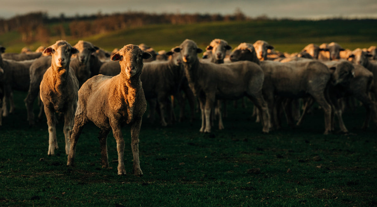 Wool