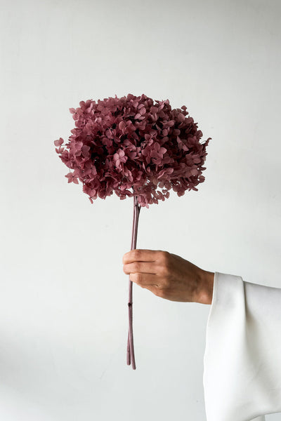 Preserved Small-Leaf Hydrangea Stem - Blush - image 2
