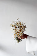 Dried Daisy Bunch - Natural - image 1