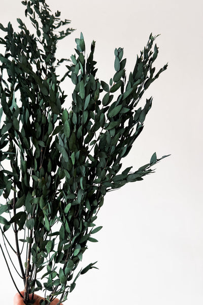 Preserved Small-leaf Gum - Seagrass - image 3