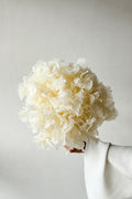 Preserved Large-Leaf Hydrangea Stem - White - image 1