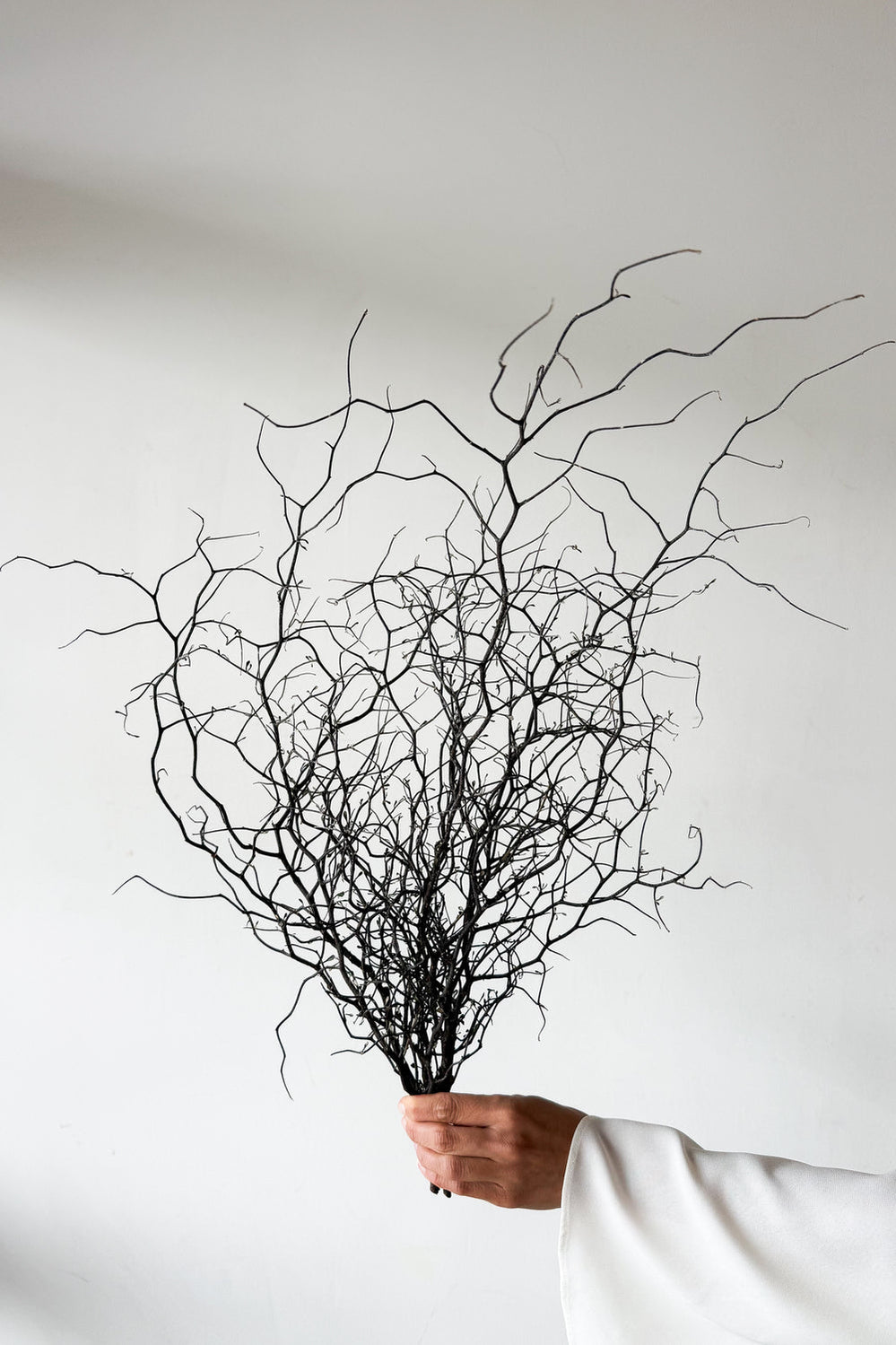 Dried Corokia - Natural - image 1
