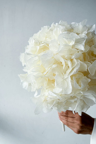 Preserved Large-Leaf Hydrangea Stem - White - image 2