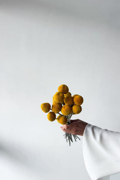 Dried Billy Buttons - Yellow - image 4