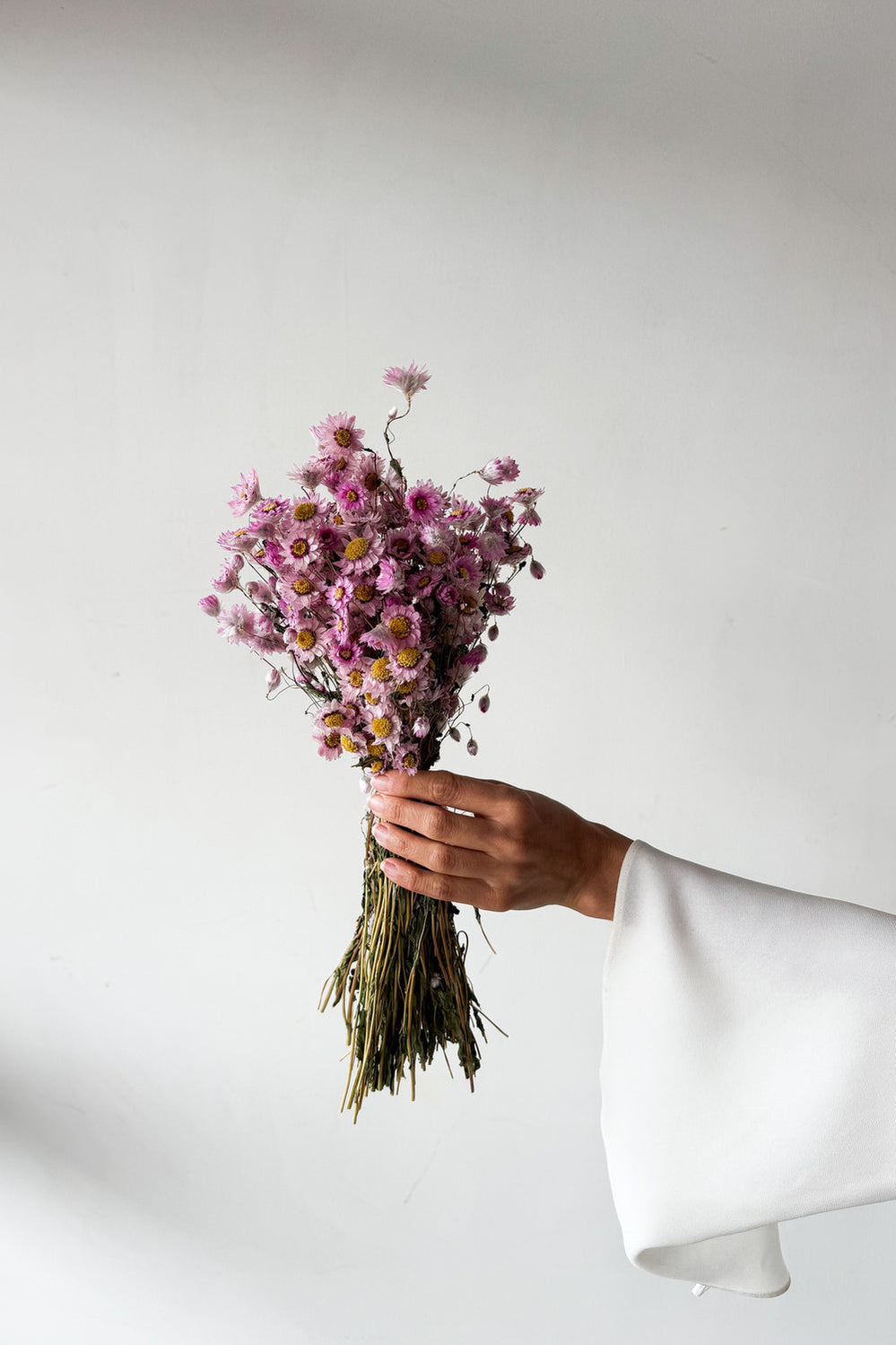 Dried Daisy Bunch - Blossom - image 4