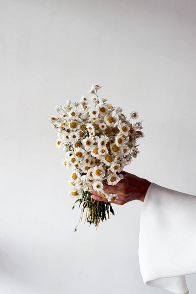 Dried Daisy Bunch - Natural - image 3