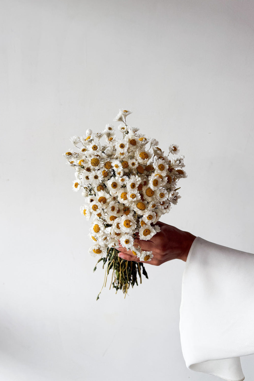 Dried Daisy Bunch - Natural - image 3