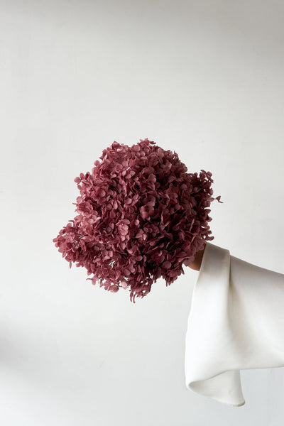 Preserved Small-Leaf Hydrangea Stem - Blush - image 1
