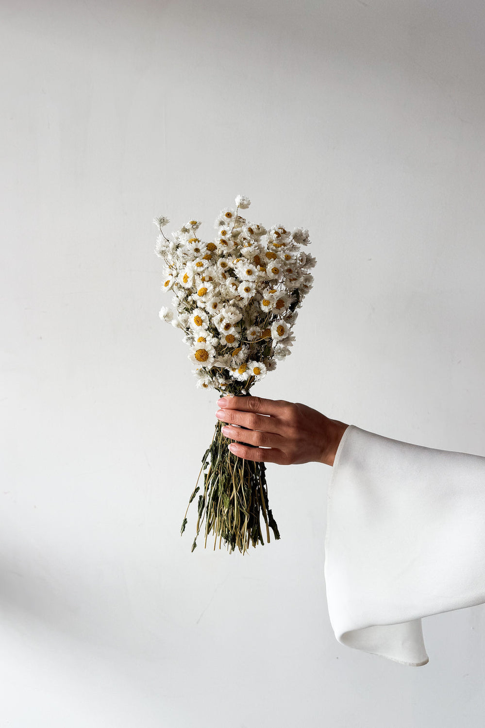 Dried Daisy Bunch - Natural - image 2