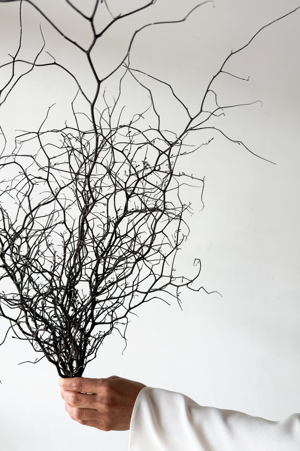 Dried Corokia - Natural - image 3