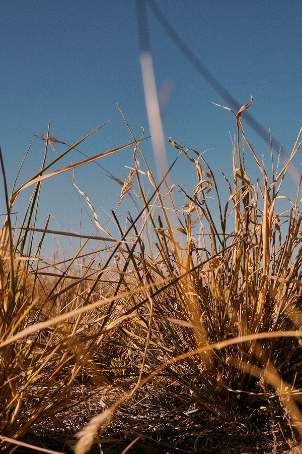 Close-up of native grasses on the Bear family's wool farm