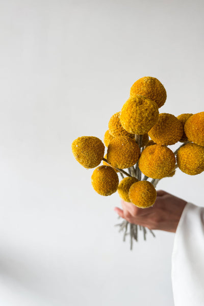 Dried Billy Buttons - Yellow - image 2