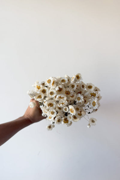 Dried Daisy Bunch - Natural - image 4