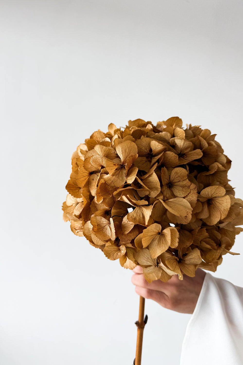 Preserved Large-Leaf Hydrangea Stem - Natural - image 2