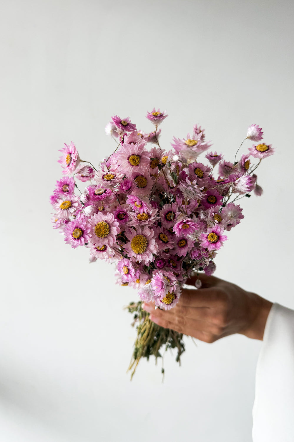 Dried Daisy Bunch - Blossom - image 3